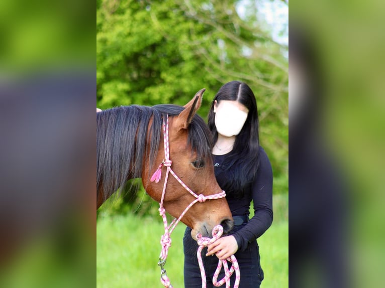 Arabian horses Mare 6 years 15 hh Brown in Wangerland