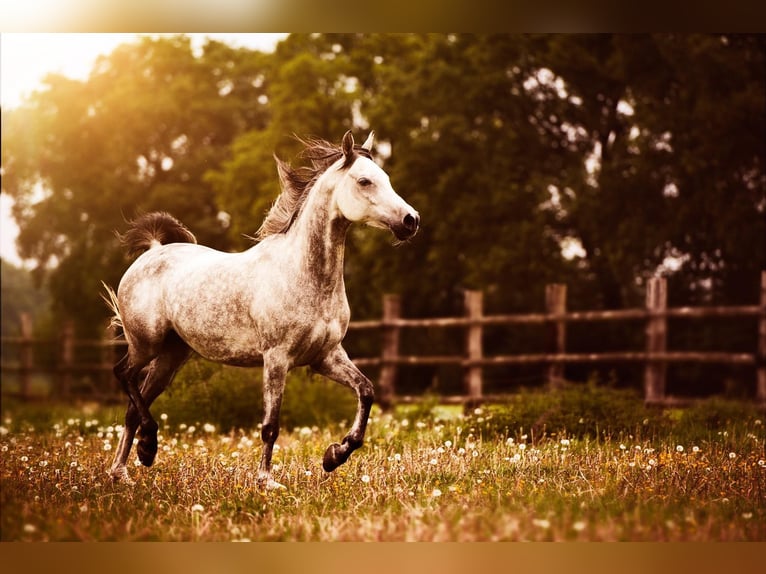 Arabian horses Mare 6 years 15 hh Brown in Wangerland