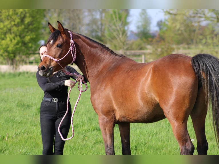 Arabian horses Mare 6 years 15 hh Brown in Wangerland