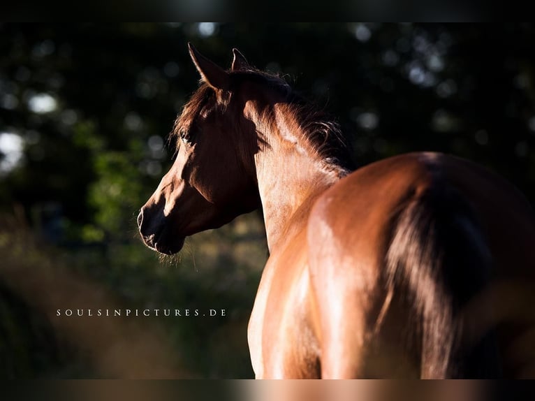 Arabian horses Mare 6 years 15 hh Brown in Wangerland