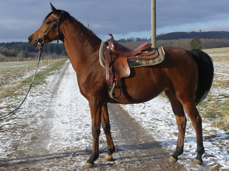 Arabian horses Mare 6 years 15 hh Brown in Herzberg am Harz