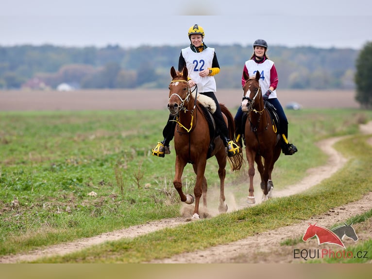 Arabian horses Mare 6 years 15 hh Chestnut-Red in Pyskočely