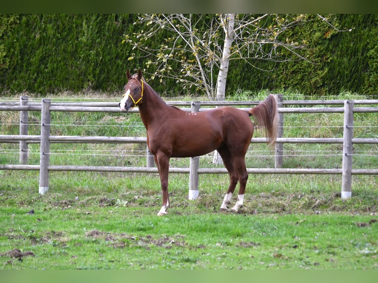 Arabian horses Mare 6 years 15 hh Chestnut-Red in Pysko&#x10D;ely