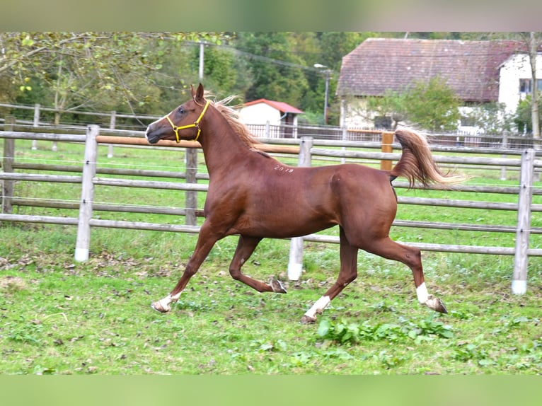 Arabian horses Mare 6 years 15 hh Chestnut-Red in Pyskočely