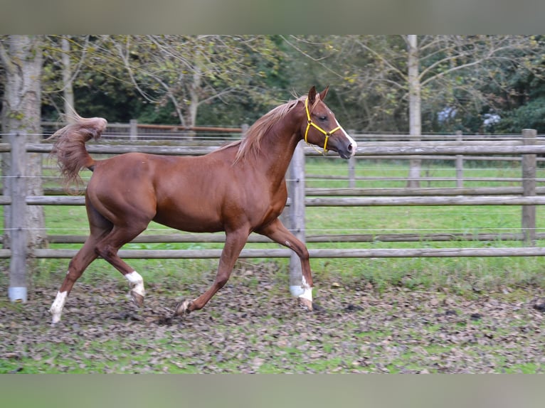 Arabian horses Mare 6 years 15 hh Chestnut-Red in Pysko&#x10D;ely