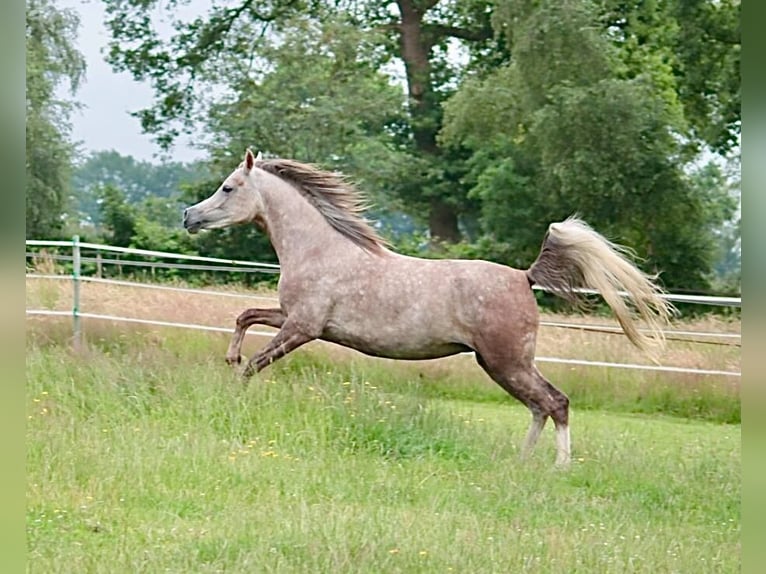 Arabian horses Mare 6 years 15 hh Gray in Weingarten