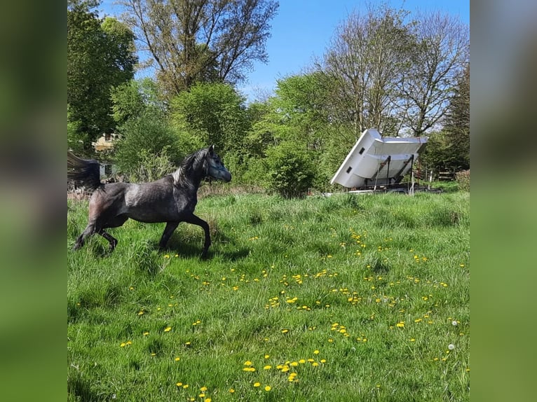 Arabian horses Mare 6 years 15 hh Grey-Dapple in Hohenkirchen / OT Manderow