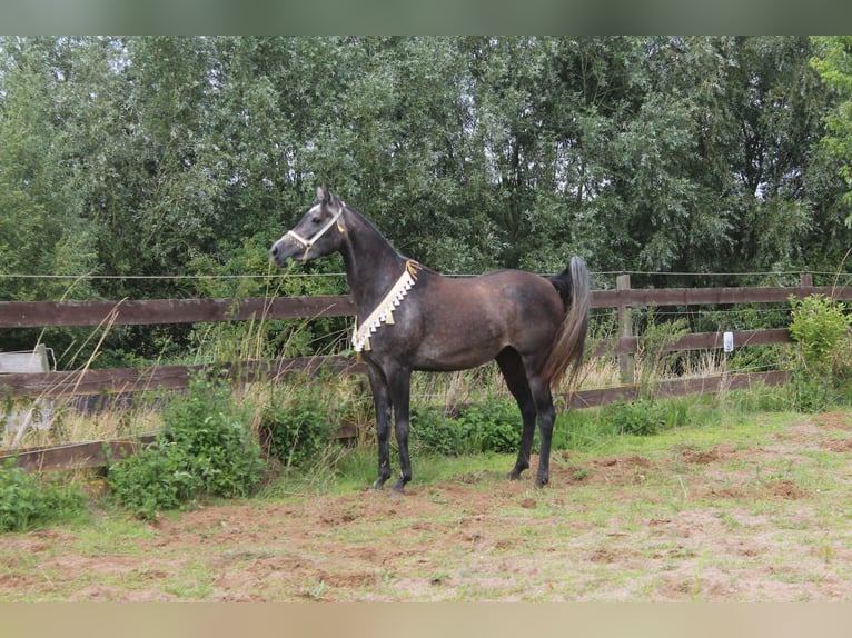 Arabian horses Mare 6 years 15 hh Grey-Dapple in Hohenkirchen / OT Manderow