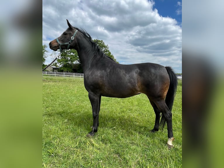 Arabian horses Mare 6 years 15,1 hh Black in Tychy