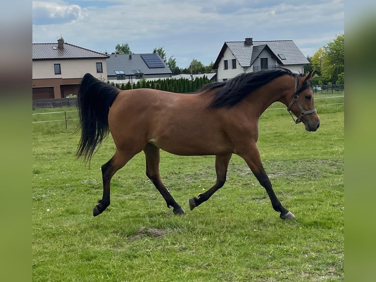 Arabian horses Mare 6 years 15,1 hh Black in Tychy