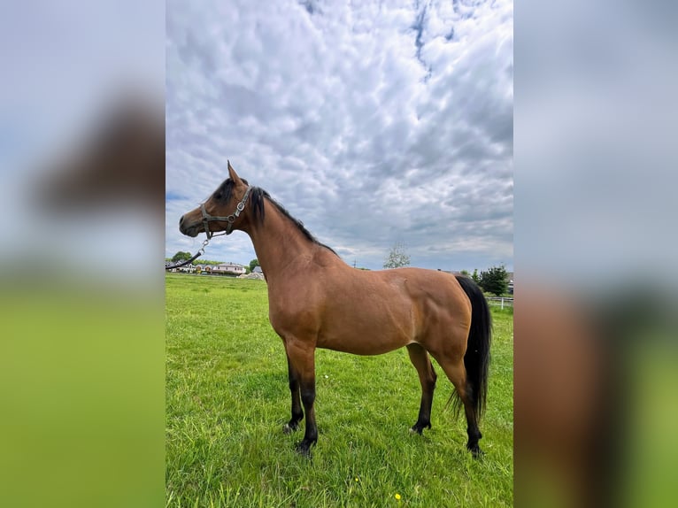 Arabian horses Mare 6 years 15,1 hh Black in Tychy