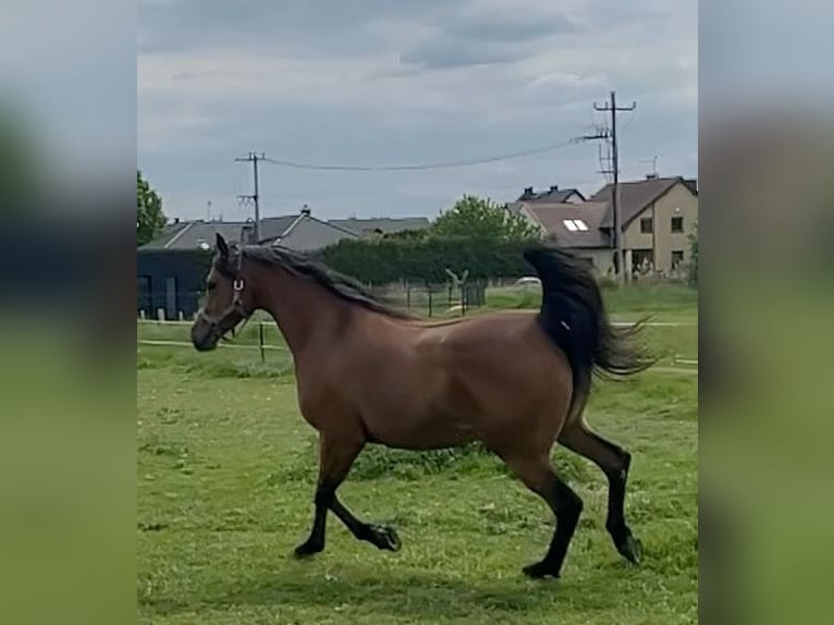 Arabian horses Mare 6 years 15,1 hh Black in Tychy