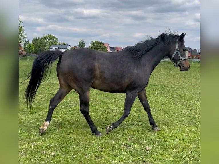 Arabian horses Mare 6 years 15,1 hh Black in Tychy