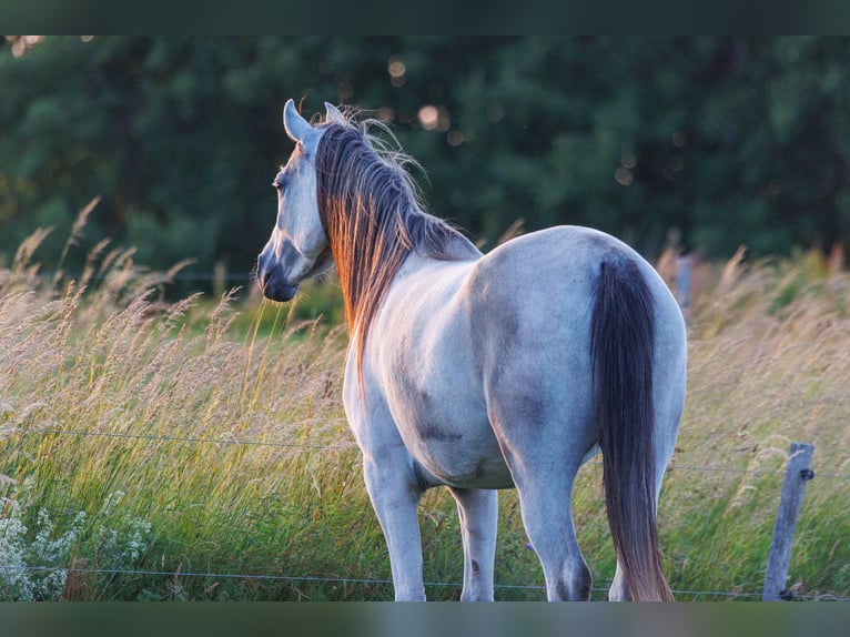 Arabian horses Mare 6 years 15,1 hh Gray in Mariagerfjord