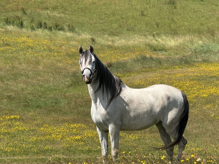 Arabian horses Mare 6 years 15,1 hh Gray in Mariagerfjord