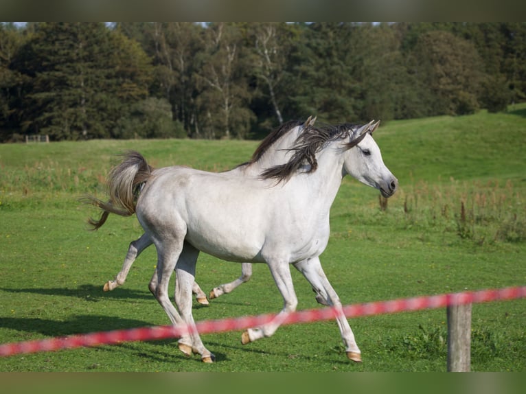 Arabian horses Mare 6 years 15,1 hh Gray in Mariagerfjord
