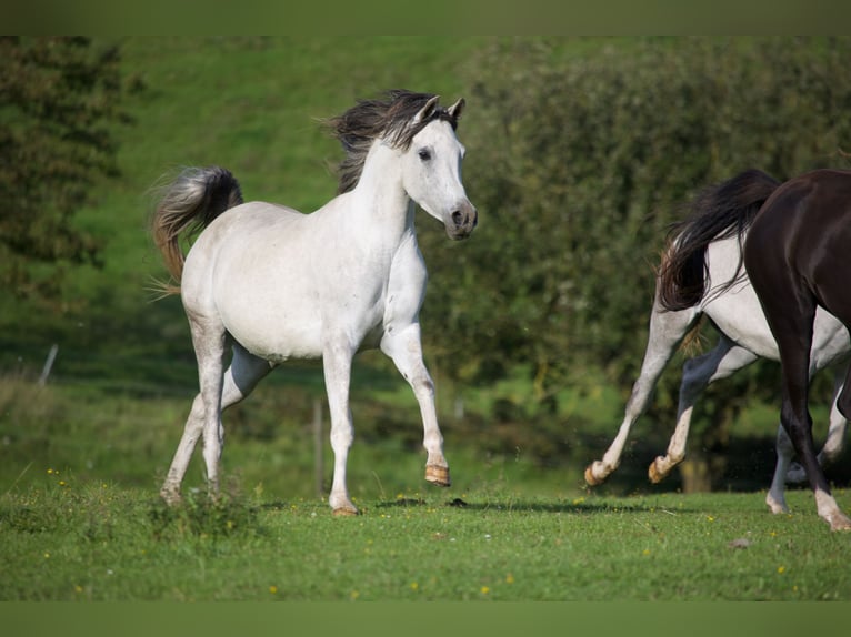 Arabian horses Mare 6 years 15,1 hh Gray in Mariagerfjord