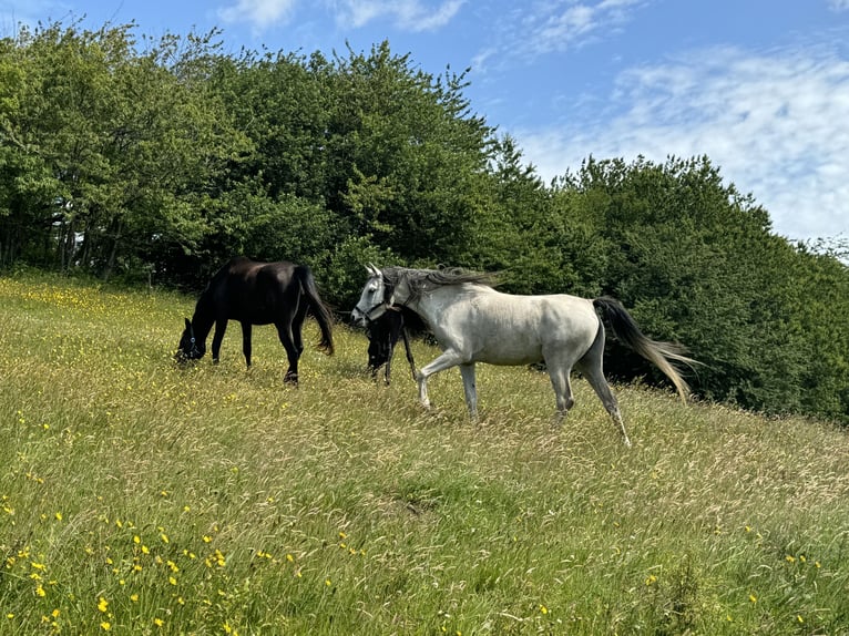Arabian horses Mare 6 years 15,1 hh Gray in Mariagerfjord