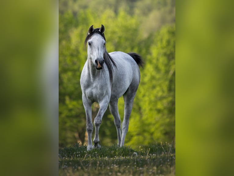 Arabian horses Mare 6 years 15,1 hh Gray in Mariagerfjord