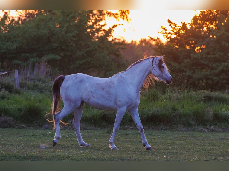 Arabian horses Mare 6 years 15,1 hh Gray in Mariagerfjord