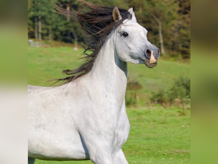 Arabian horses Mare 6 years 15,1 hh Gray in Mariagerfjord