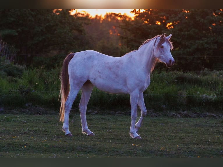 Arabian horses Mare 6 years 15,1 hh Gray in Mariagerfjord