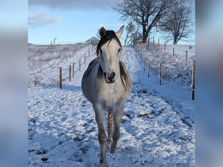 Arabian horses Mare 6 years 15,1 hh Gray in Mariagerfjord