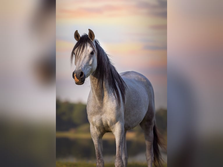 Arabian horses Mare 6 years 15,1 hh Gray in Mariagerfjord