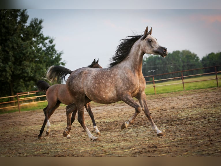 Arabian horses Mare 6 years 15,1 hh Gray in Stryków