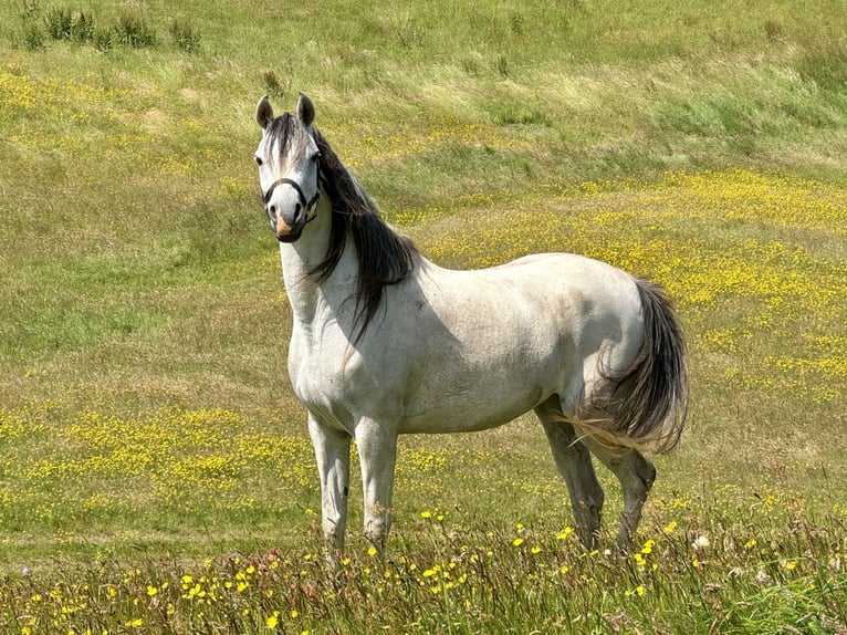 Arabian horses Mare 6 years 15,1 hh Gray in Mariagerfjord