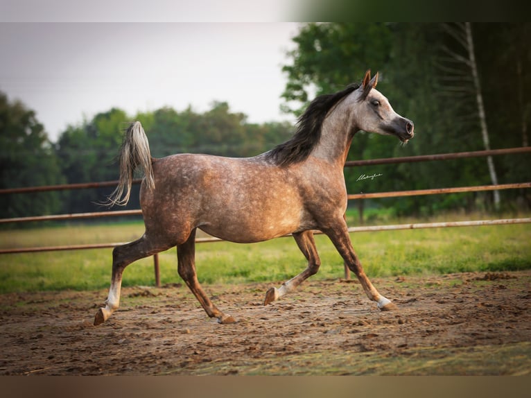 Arabian horses Mare 6 years 15,1 hh Gray in Sadówka