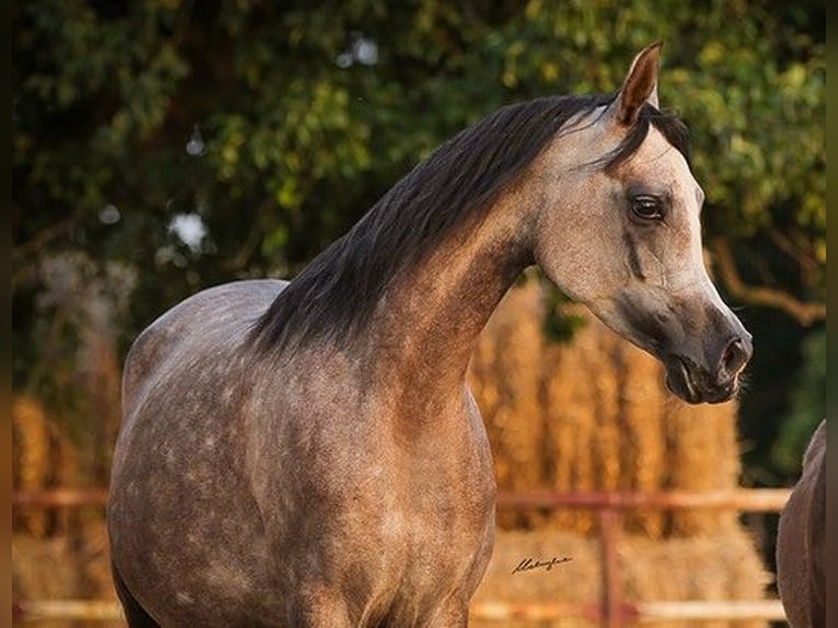 Arabian horses Mare 6 years 15,1 hh Gray in Sadówka