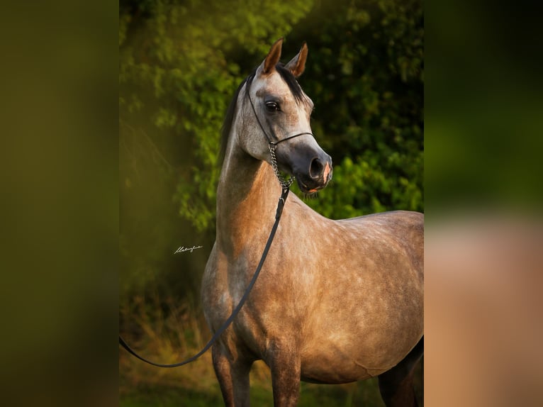Arabian horses Mare 6 years 15,1 hh Gray in Sadówka
