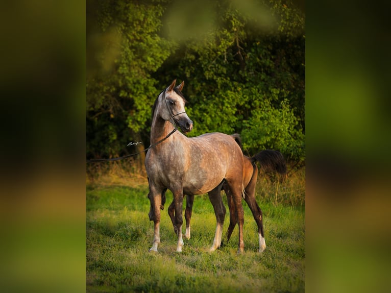 Arabian horses Mare 6 years 15,1 hh Gray in Sadówka