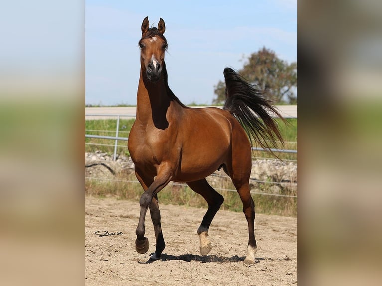 Arabian horses Mare 6 years Brown in Wallsee
