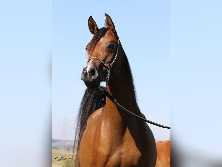 Arabian horses Mare 6 years Brown in Wallsee