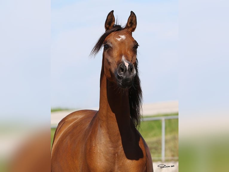 Arabian horses Mare 6 years Brown in Wallsee