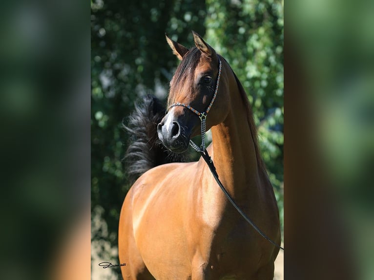 Arabian horses Mare 6 years Brown in Wallsee