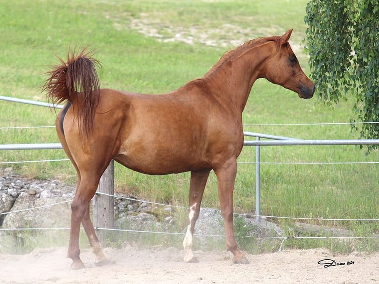 Arabian horses Mare 6 years Chestnut-Red in Wallsee