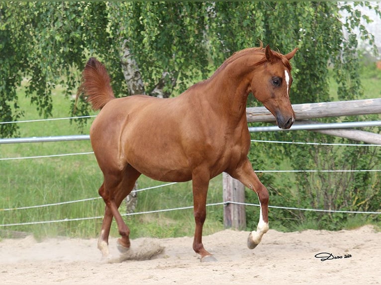 Arabian horses Mare 6 years Chestnut-Red in Wallsee