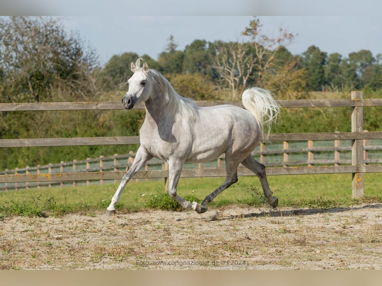 Arabian horses Mare 6 years Grey in Nellingen