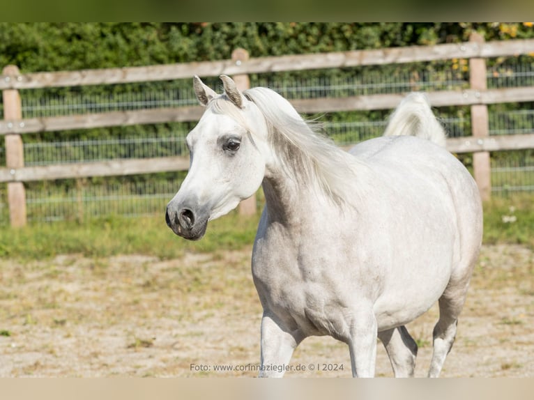 Arabian horses Mare 6 years Grey in Nellingen