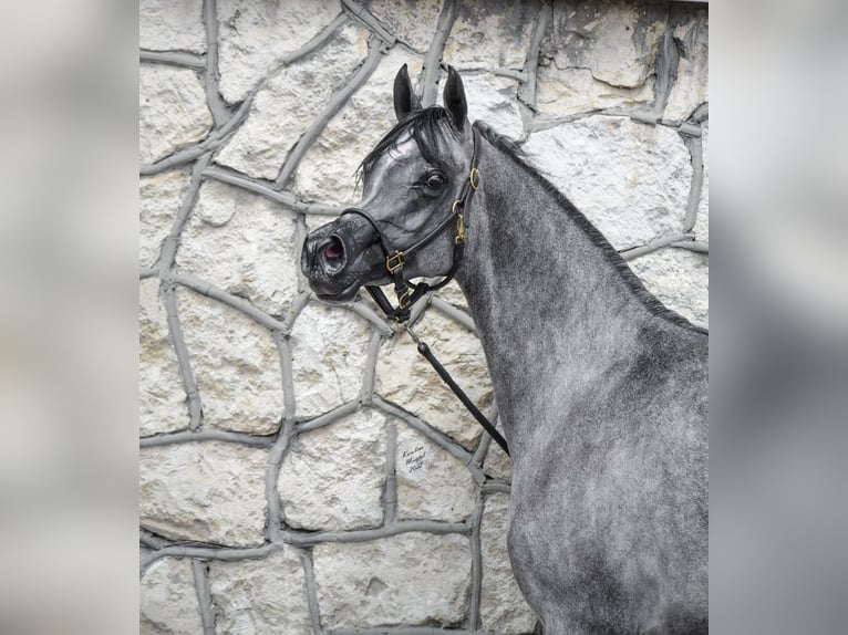 Arabian horses Mare 6 years Grey in Kazimierz Dolny