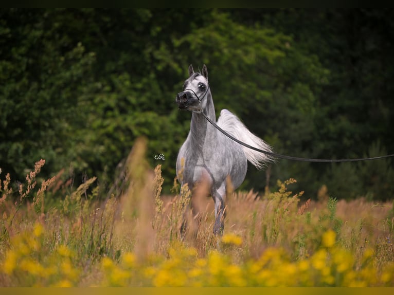 Arabian horses Mare 6 years Grey in Kazimierz Dolny