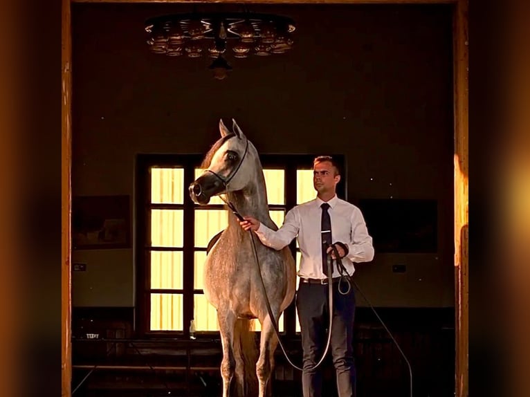 Arabian horses Mare 6 years Grey in Kazimierz Dolny