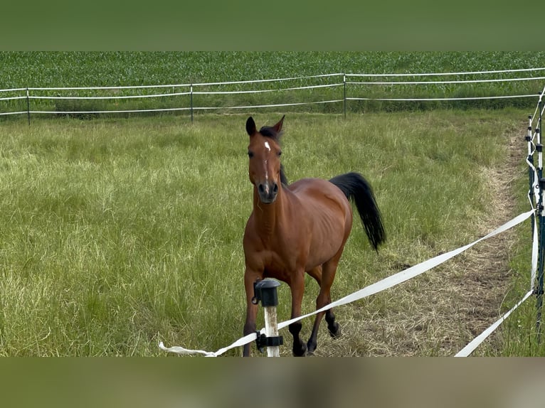 Arabian horses Mix Mare 7 years 13,2 hh Brown in Witzmannsberg