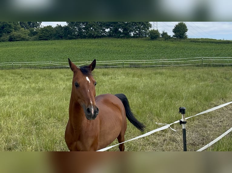 Arabian horses Mix Mare 7 years 13,2 hh Brown in Witzmannsberg
