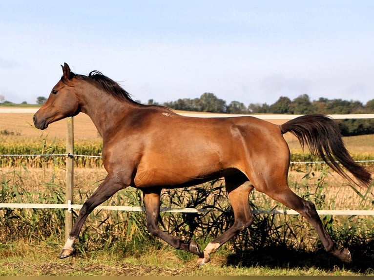 Arabian horses Mare 7 years 14,2 hh Bay-Dark in Kehl