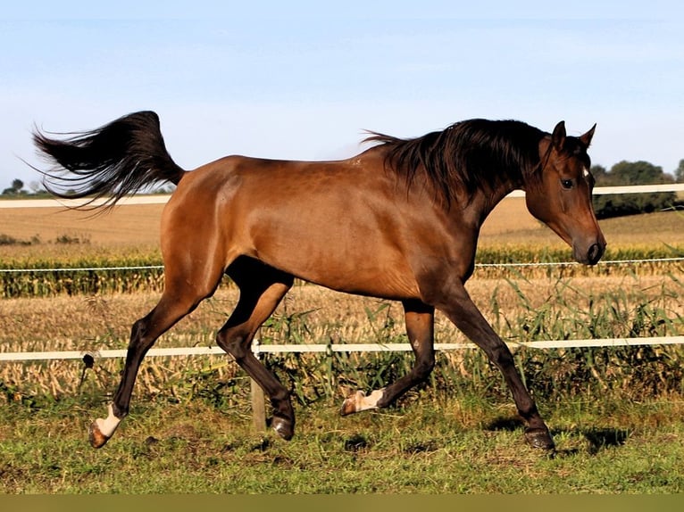 Arabian horses Mare 7 years 14,2 hh Bay-Dark in Kehl