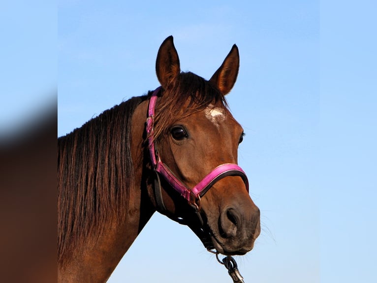 Arabian horses Mare 7 years 14,2 hh Bay-Dark in Kehl